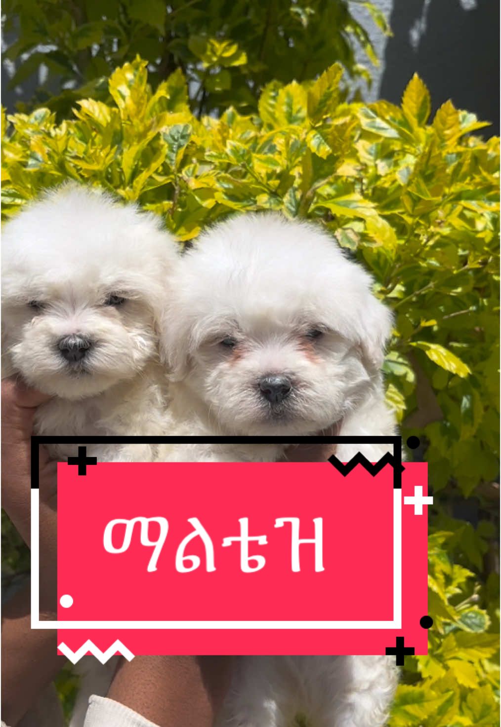 ከልጆች ጋር ለማሳደግ የሚመቹ የሳሎን ቡችሎች ከፈለጉ በ ➡️O9O9791472☎️ ➡️O9O9791472☎️ ደውሉልን #maltese #malteseinethiopia #ethiopian_tik_tok🇪🇹🇪🇹🇪🇹🇪🇹 #viral_video_ #fyp #creatorsearchinsights 