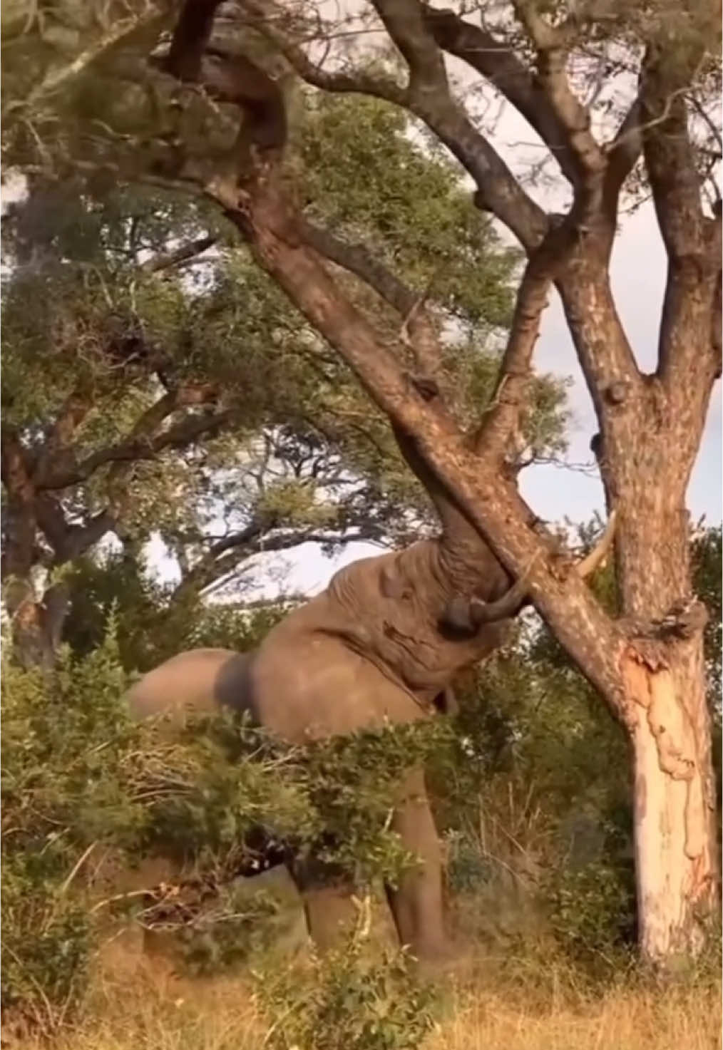 Imagine falling a tree every time you like eating the fresh leaves at the top of it 😏🙄 #africanwildlife #wildlife #nature #safari #gamedrive #elleafricasafaris #elleafricasafari #elephant 
