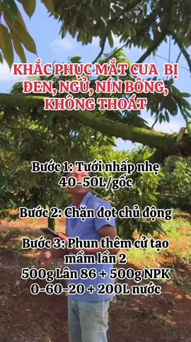 Các bước khắc phục mắt cua ngủ, không thoát, nín bông. Bà con có thể tham khảo học cho em xin thêm bí kiếp nữa ạ #mat#matcuasauriengo#taomamsauriengn#bongsauriengu#saurienga#thapchambiotecha#phanbonhuuco