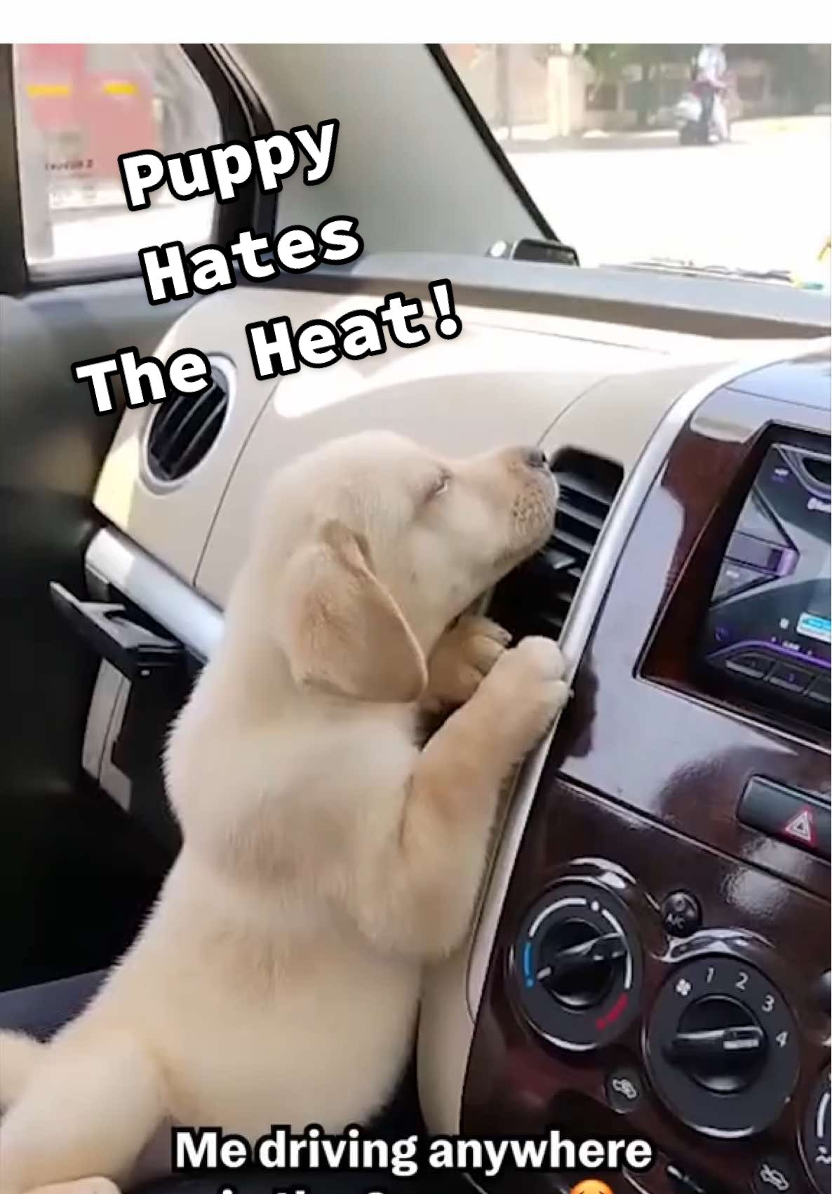 He's just like me in the summer! 🥵 (Via - Nilesh H.) #Dog #Puppy #YellowLab #fypage 