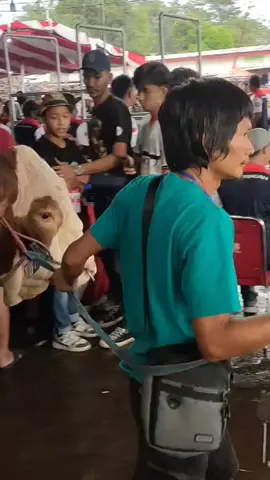 #sapideso #fyp #pertenaksapi 