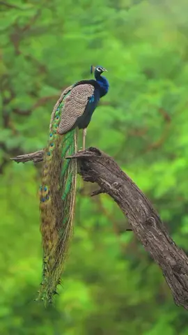 #القارئ_عمر_الهاشمي #القران_الكريم #ارح_قلبك_المتعب_قليلاً🤍💫 #اجرلي_ولكم_ان_شاءالله♥🕊 #لا 