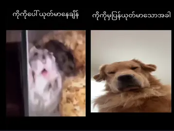 @🆅🅴🅴🅽 😡👊#tiktok #ကိုကိုရေ #fyppppppppppppppppppppppp #alightmotion_edit #foryoupage #ရောက်ချင်တဲ့နေရာရောက်👌 #ခုချိန်တင်ရင်likeရပါ့မလား 