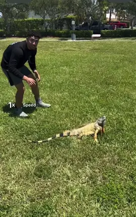 #viral #f #fy #fypシ #like #viralvideo #viraltiktok #foryoupage #tok #tik #tiktok #comment #reposting #iguana #animals #run #Running #wow 