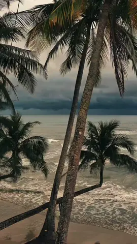 “Somewhere between the rustle of palm leaves and the hush of falling coconuts, the ocean breathes, and time forgets to move. #TropicalWhispers #PoeticNature #OceanBreath #IslandStillness #CoconutFall #JunglePeace #BeachHaiku #natureverse #ocean #myvoyageworld 
