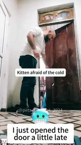 Kittens who are afraid of the cold 😂😂😂 #bestfriend#puppylove#pet#foryou#animals#typ#heartwarming#pets#tiktok#usa#cat #catsoftiktok #cute 