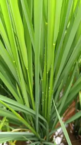 petani perintis#fyppppppppppppppppppppppp #semangatbolo #petanimillenial #kreatortiktok #petaniindonesia #petanimuda #motivasihidup #Padi #