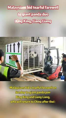 #panda #china #malaysia 