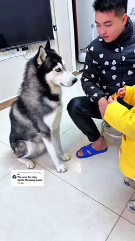 Trả lời @Avicus 🪐 🇪🇺 funny dog 🐶 