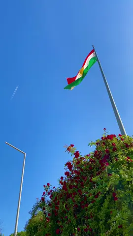 ♥️🤍💛💚#fypシ゚ #explore #virall #selwa🦋 #tiktok #foryou 