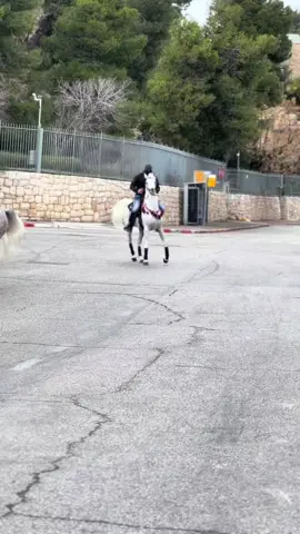 #الطوره⚜️♥️ #خيل_وخياله🐎 #اللهم_صلي_على_نبينا_محمد 🪬#الطوره⚜️♥️ 