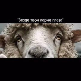 Везде твои карие глаза #рек #fyp #foryou 