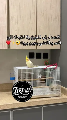 #สโลว์สมูท #explore #fyp #اكسبلورexplore #مالي_خلق_احط_هاشتاقات #الشعب_الصيني_ماله_حل😂😂 #هشتاقاتي_الترند_المشهور #fypシ゚ #اكسبلور #طيور #طيور_الزينة #كوكتيل #كروان #نشر #احبك #حب#طيوري #هواجيس #كيوت #احبه #قلبي_اطمأن #عيونه #عيونها 