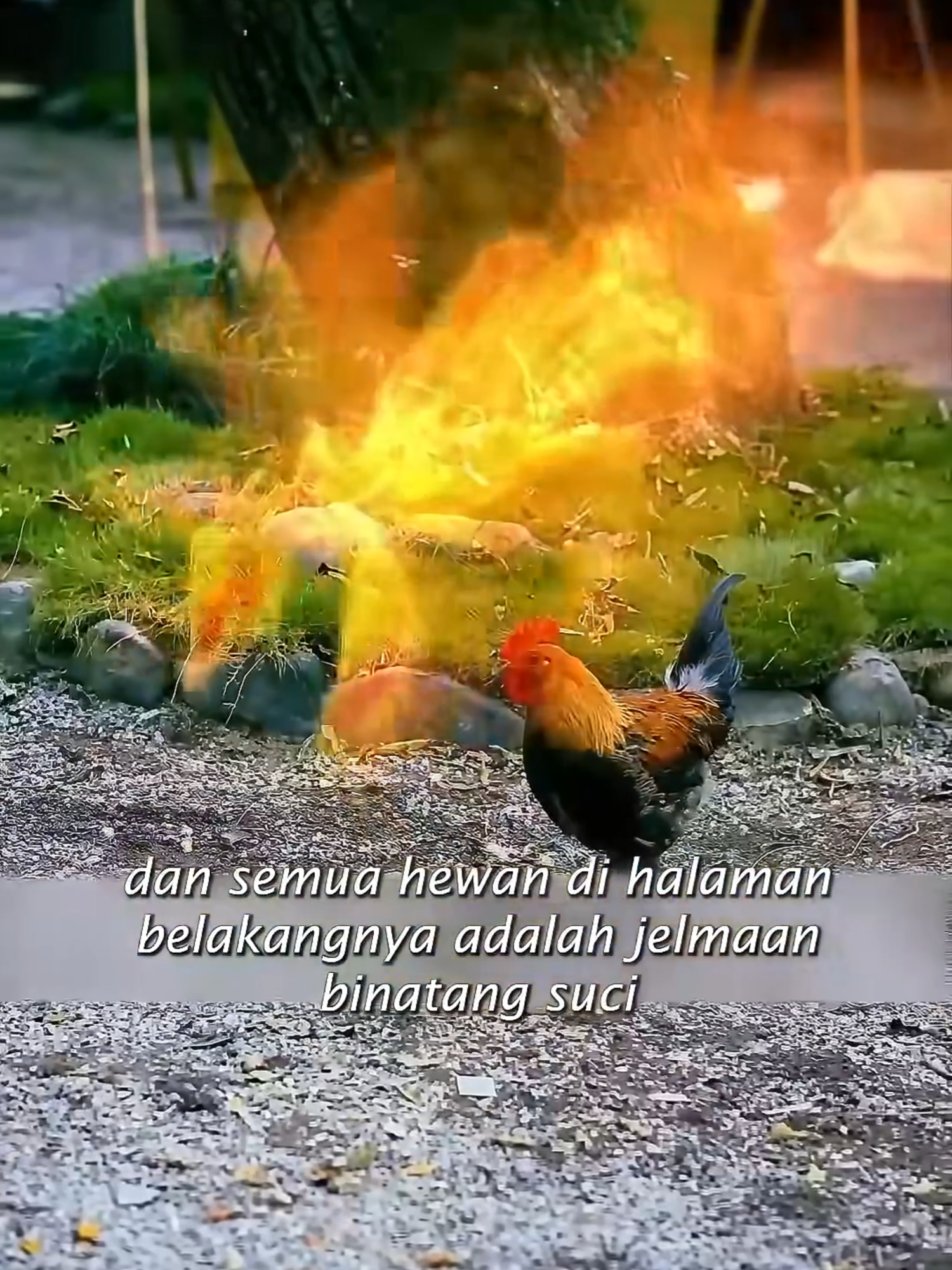 ayam betina tua malah berubah jadi burung phoenix #drakor #drama #dramakorea #dramachina #dracin