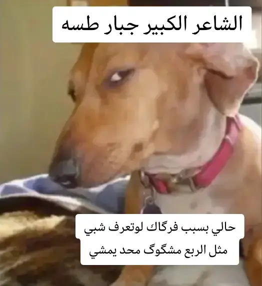 @🇮🇶ابــن الدولـه🇮🇶 @جــو نــي @دارميات✪ #اشعار #اشعار_حزينه_موثره🥺💘 #اشعار_حزينه 