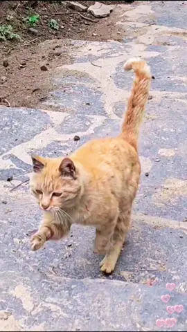Feed the disabled stray cat in the wild. #cat #catsoftiktok #straycat #rescuecatsoftiktok #catrescue #catloversoftiktok #disabledcat #rescueanimal #fyp 