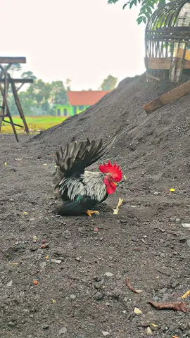 #pesonaayam #kate #wido #cinematicvideo #ekormekar #bibitunggul #ayamhias #peternakanindonesia #peternakan #fypp #fyp #fyppppppppppppppppppppppp 