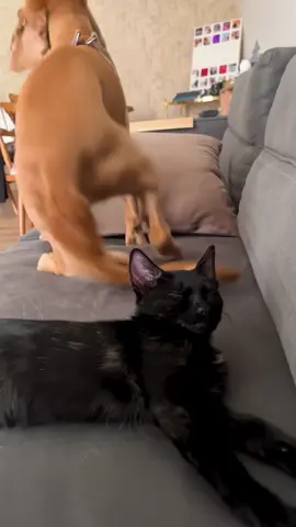 The Funny Life of Cats and Dogs🤣🤣🤣 #funnycat #funnydog #cat #dog #catsoftiktok #dogsoftiktok #fyp #pets #tiktok 