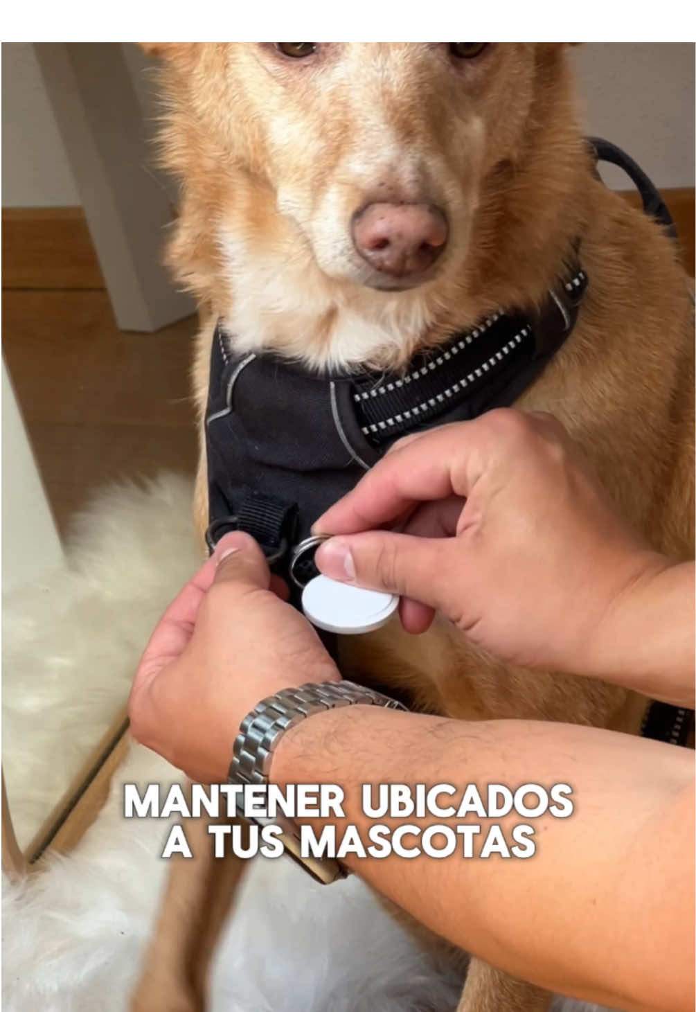 Mi perro corre... yo lo sigo desde el móvil. 🐾 ¡Gracias, minirastredores！ #fyp #airtag #minirastreador #recomendaciones #recomendation #encuentro #encuentra #AirTag 