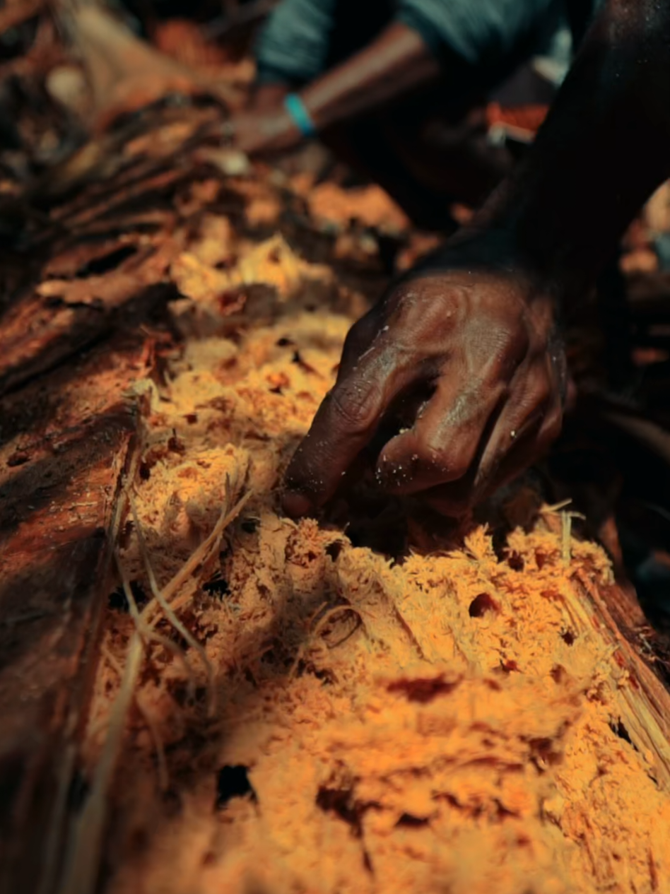 Dari Pohon ke Piring (Sagu).  #sagu #panganlokal #frames #sonyalpha #a6400 #sonyalpha_id #sonya6400 #papua #kulinerpapua #kulinerjayapura #cinematic #jayapura #fyp 