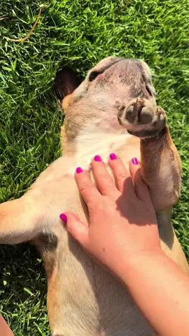 Jackey the french bulldog girl ❤️ #frenchiesoftiktok #frenchie #bulldogfrancez #frenchbulldog 