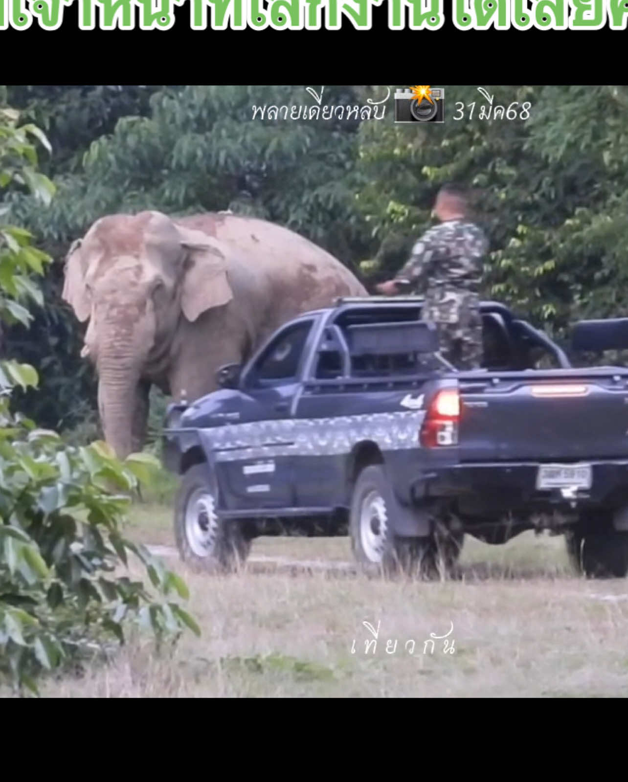 พี่เดี่ยวหลับไม่ดื้อ พี่เจ้าหน้าที่เลิกงานได้เลยครับ 🛻 📸 31มีค68 #พลายเดี่ยวหลับ #เที่ยวกัน #wildelephant #พี่เดี่ยวหลับช้างป่าเขาใหญ่ #เขาใหญ่ #พลายเดี่ยวหลับช้างป่าเขาใหญ่ #ช้างป่าเขาใหญ่ 