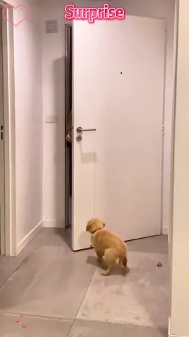 The surprise puppy of her dreams #gooddnews #puppy #presents #dog 