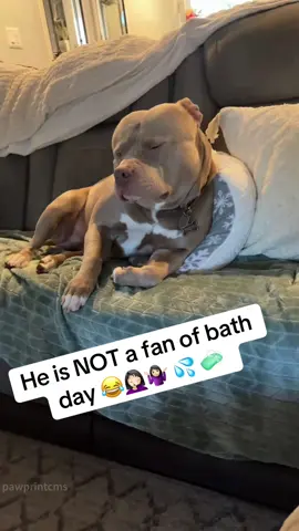 A Bath-Shy Puppy#dog#dogsoftiktok #doglover #funny #funnyvideos #foryou #fypage #fypツ #funnydog #funnytiktok #dogs
