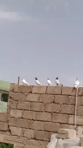 #هلاوالله_اخوتي✅🦅 #وتابعه_اكسبلور_فولوا_شاركو #شعب_الصيني_ماله_حل😂😂 #يضل_شامخ_عليكم_مثل_صكرالتارجنايالعيونكم🦅✅دوسوو🔥اكسبلور🔥واستخدم🔥 