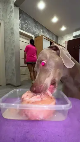 Pretend there's an intruder. See how the dog reacts.#dog#funny#funnyanimals#funnypets#animals #dogsofttiktok #pet #foryou #longervideos