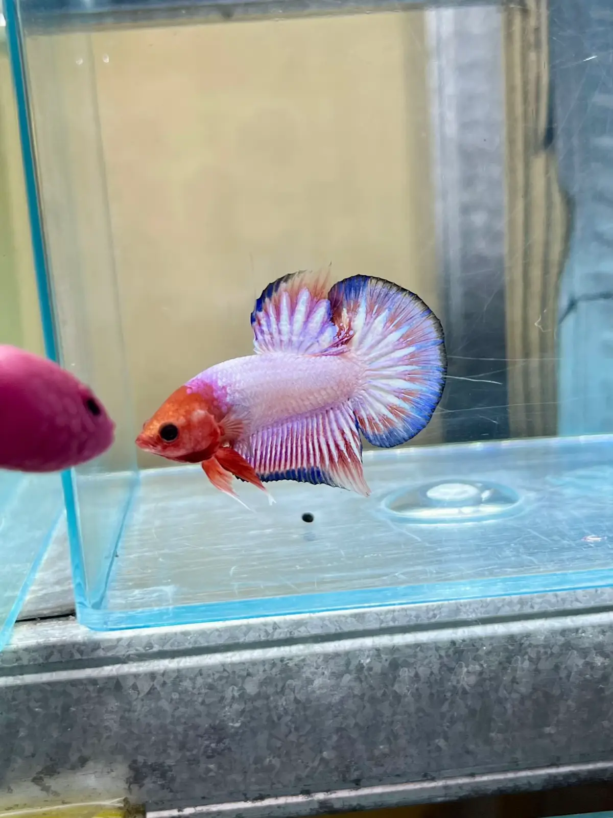 Kalian paling suka slide nomor berapa? Pengen punya koleksi jenis apa? #lespektailseries  #fyp  #ikan #ik #cupanghias #ikanhias #ikancupang #cupanghiasindonesia #betta #bettafish #cupang #cupangkontes #fypシ゚ #JJCapCut #fy #cupangbagus 