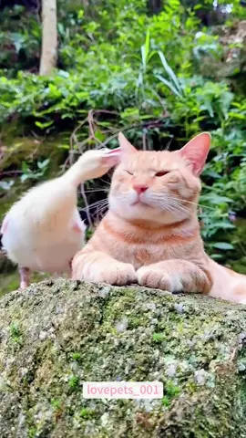 Unlucky Cats.#cats #cutecats #foryou #funnytiktok #funnyvideos #usa #funnyanimals #fypシ #cute #funnycat #catlover #funnypets #viral #funny 