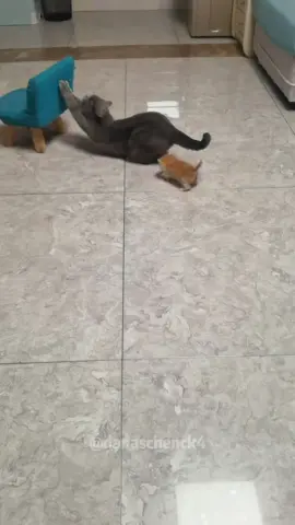 Maternal lov that suffocates kittens😭#funnyvideos #cat #kitten #fyp #pet #funnycat #catsoftiktok #catlover #funny #tiktok #cute #catsoftiktok 