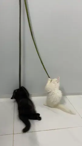 Có cái dây thôi mà nảy giờ tụi nhỏ chơi quá chài 😆 #xuhuong #viral #meo 