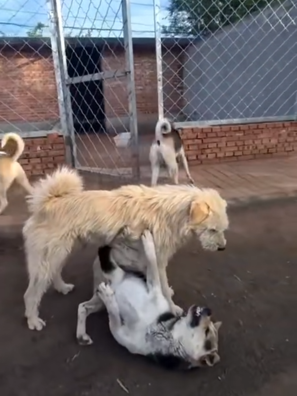 What did he do to get that alpha respect? And without showing his fangs other dogs stiff scared of him. Most importantly coming from a poodle mix!? #dogsoftiktok #dogs #alfa 