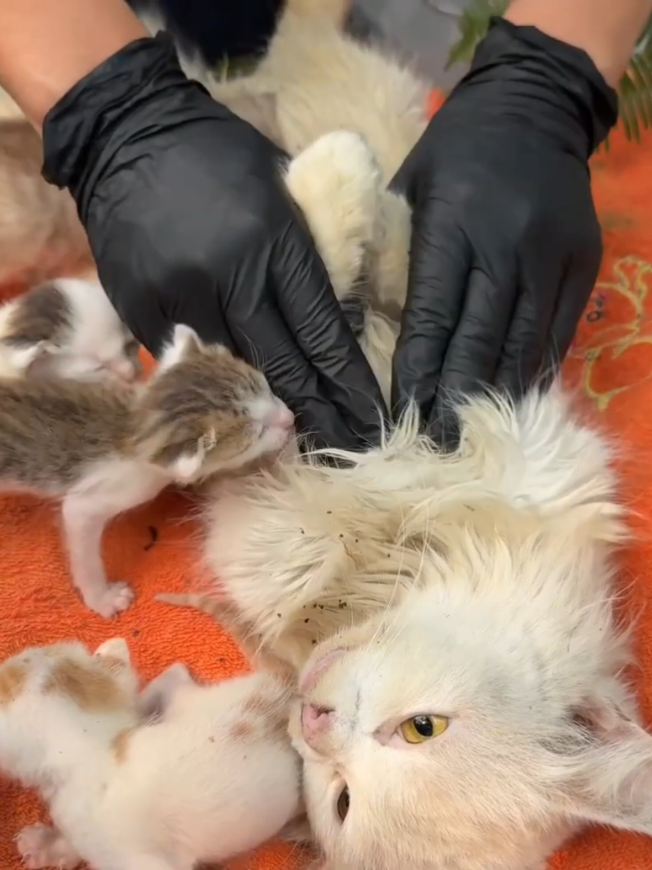 selamatkan kucing 🐈 🐱 yang banyak anak lucunya dan kelaparan sampai hampir wafat 😭😭