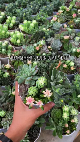 Surga pecinta sukulen kaktus 😍✨ #sukulen #pasarkopeng #tanamanhias #semarang #salatiga #kopeng 