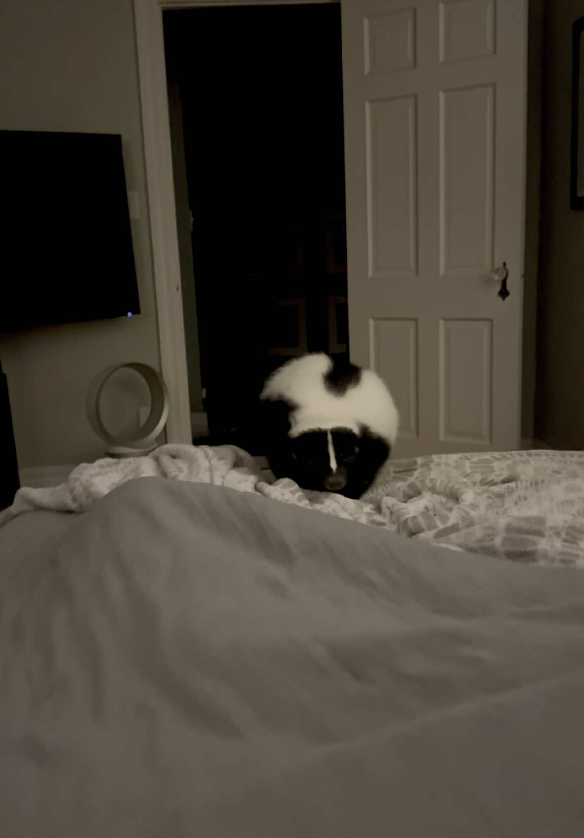 Good mornin! ☀️🦨 #skunk #skunksoftiktok #skunks #exoticpet #fyp #petlife #pettok #cute #asmr #PetsOfTikTok #fypage 