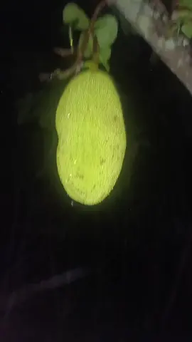 langka method  #growagarden  #tanimpalay  #garden #fyp #robloxfyp  #roblox #growagardenreallife 