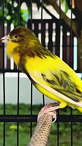 Masteran kenari mewah | Kenari Gacor #kicaumania #bird #hobiburung #masteranburung #canari #canary #kenariindonesia #kenarigacor #kenarimania #kenarimaniaindonesia #kenari #fyp #viralvideo