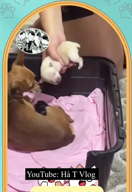 Con nào củng là con mà #cọt #hàtvlog #hàt #tomandjerry #CapCut #títvamit #xuhuongtiktok #meme #toro #cat #lớphocwibu #memes #dog #fyp #hatsai #xuhuong #lồngtienghaihuoc #hàihước 