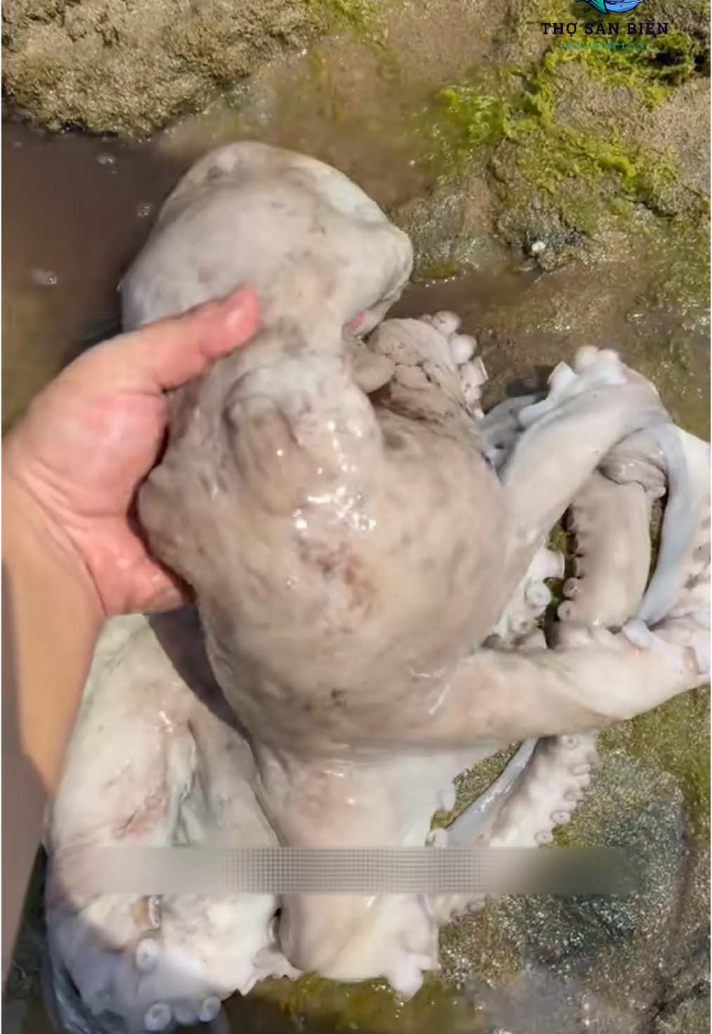 Con bự bự như này ăn mới đã #haisan #tomhum #bathaisan #vlogsanbien #cabien 