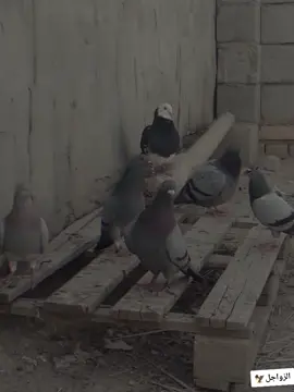 ماكو صيد😅😜#الزواجل #الزواجل_عشق_لا_ينتهي.  .  .  .  .  .  .  . #CapCut #خرب #مراجلكم #اكسبلورexplore #tiktok #كرستيانو_رونالدو #مشاهدات #مشاهير_تيك_توك #لايك 