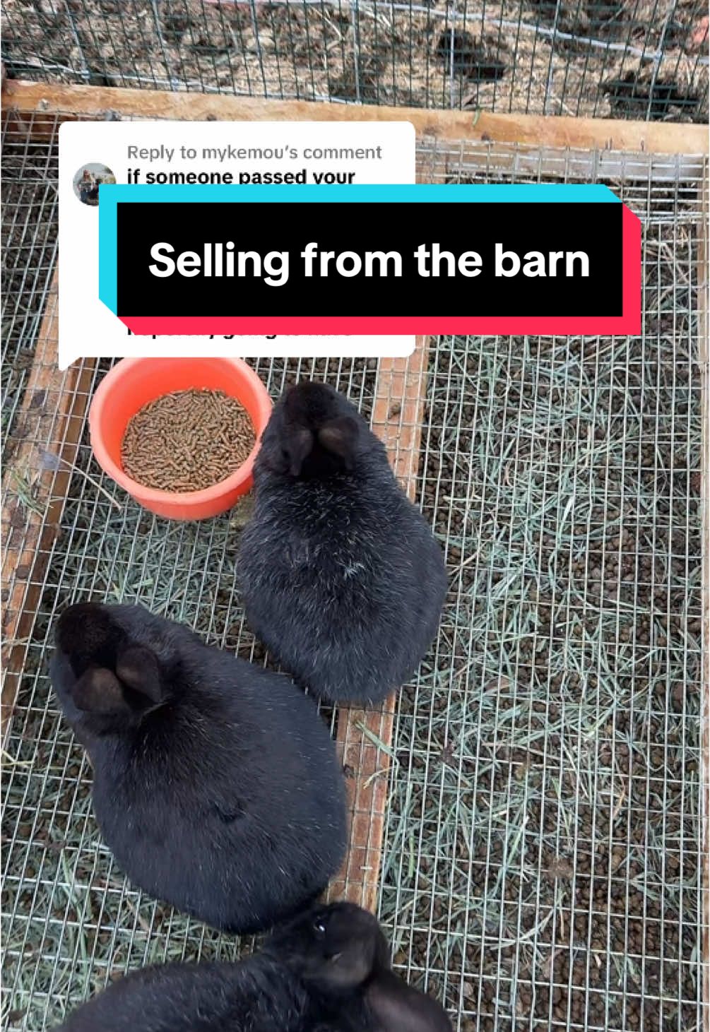 Replying to @mykemou - [ ] #fy #fyp #farm #farmer #farming #farmstead #homestead #urbanhomestead #homesteading  - [ ] #rabbitbreeders #rabbitbreeder #rexrabbit #meatrabbit #showrabbit #sustainable #Sustainability #educational #food #meat #butcher #homegrown #prepper #4h #ffa #arba #ag #agtok #ethical #ethicalbreeder #rex #minirex #NewZealand #cda #dargent #senita #silverfox #Netherland #Netherlanddwarf #ND