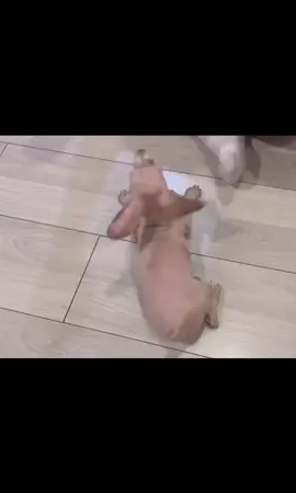 Em mới học mà ông bô quát em thế àaa Em học ngoan nhó#bolee #foryou #vairal #xuhuong #fy #hoangducduy #captainboy #cuucocanhcuacaptainboy #fpy @CAPTAIN BOY @CAPTAIN BOY bay tới đây @BờLèee 