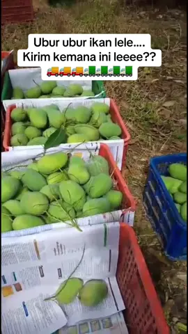 #manggaalpukat #rizqibuahgroup #jawatimur ayoooo gass leeee……