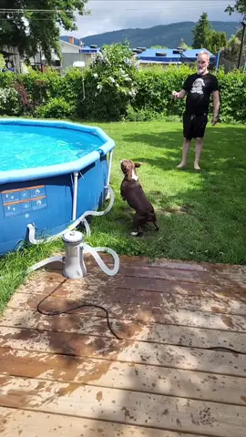Happy Monday!!!!This boy is definitely our super hero.❤️ #swimmingdog #dogsoftiktok #bostonterrier #bostonterriersoftiktok #swimmingdogsoftiktok #dogsswimming dogsswimming