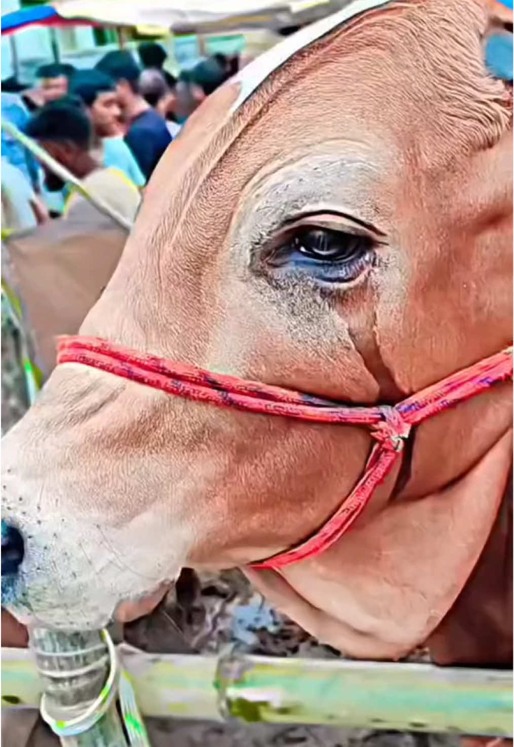 গরুর ভিডিও, কুরবানীর গরু, ঈদুল আজহা। #eid #qurbani #cow #foryou #fyp #trending #Town_agro_188 #fb_id_town_agro #eid_ul_adha #creatorsearchinsights #trend #foryoupage 