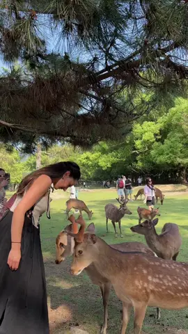 Pov: you feed deers in Japan #japan #nara #osaka #kyoto #deers