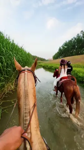 Freedom on horseback, unstoppable by anyone#SweatBloodHorseGoldenArmor #BeautyRidingaHorse 